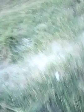 عرض كام StrellaStarling