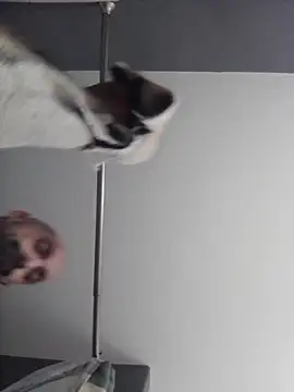 wesstfine Pertunjukan Webcam