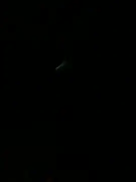 HouseOfHans élő XXX-chatje