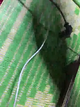 my-love8386 Show Webcam