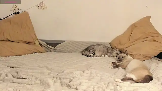 Webkamerová show Monika_Bunny