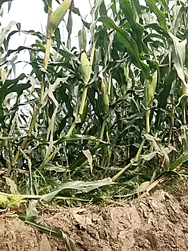 دردشة ThethunderPo الجنسية المباشرة