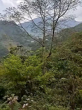 Show Webcam de venu00