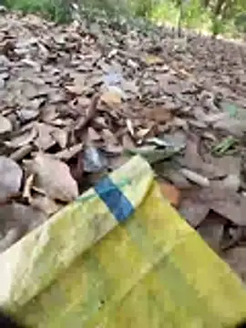 sudhastriper – Kamerová šou