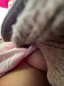 eveangelll 在線直播表演