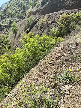 Chat XXX Live TurkeyMen