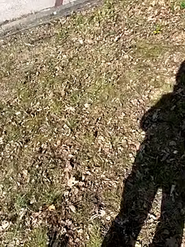 Show modela mikimakim na web-kameri