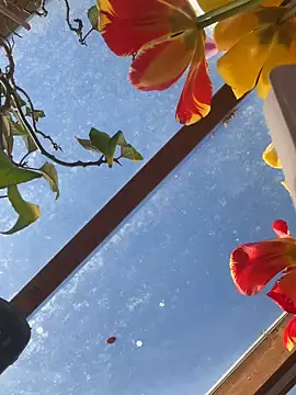 SummerHoney Webcam-Show