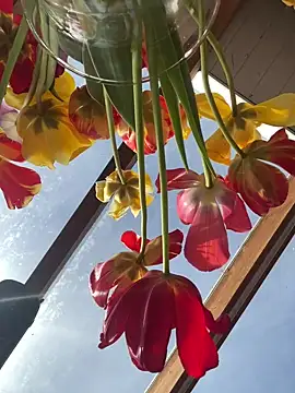 SummerHoney Webcam-Show