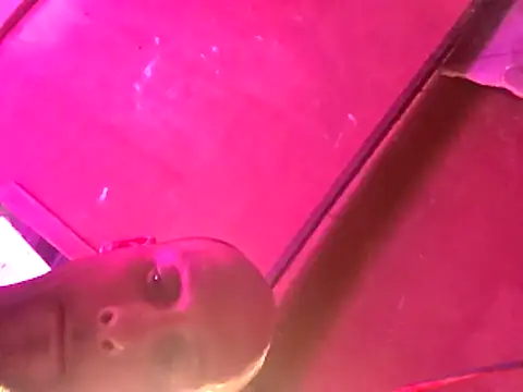 Show Webcam de SirGhost19