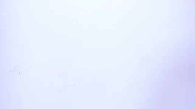 VIOLET_19XXX élő XXX-chatje