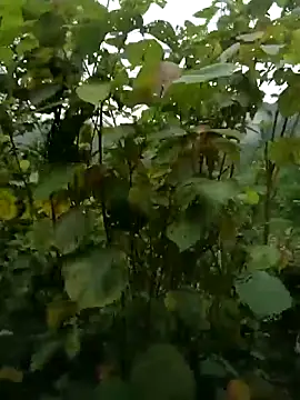 sushi-asaのライブXXXチャット