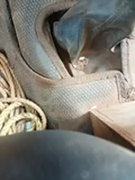 Show de Royalk2030 na webcam