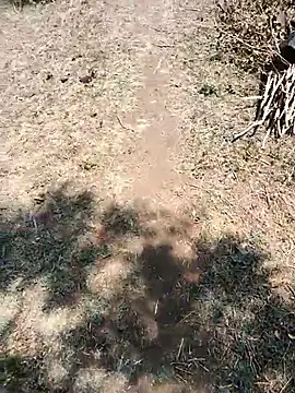 Show de webcam de Wildlife_With_devil_89