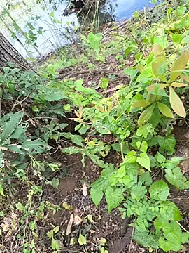 Lanka_Snake_big's Webcam Show