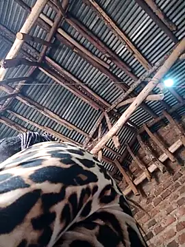 holygrail001's Live XXX Chat