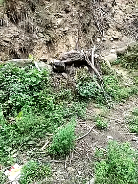 Hoa-tuylip Chat XXX in diretta