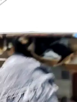 X-boy-11 Chat XXX live