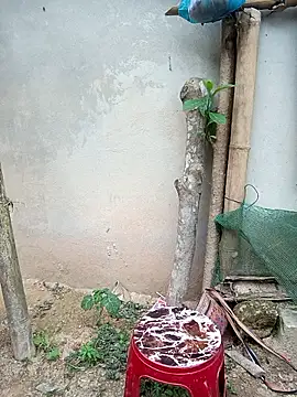 kalara_kail Chat XXX live