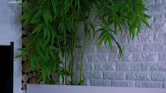 Chat XXX Live LowOncoming