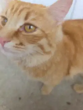 Živý XXX chat ellaxxstar