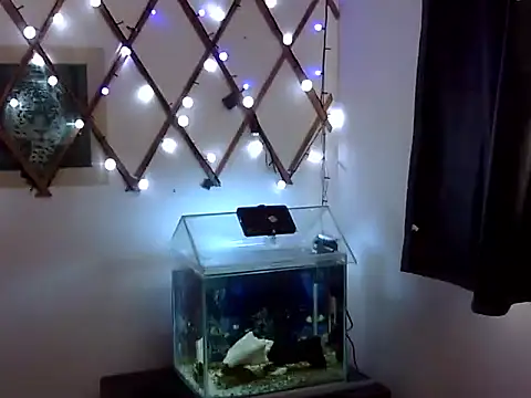 venusfranco_94 Obrolan Langsung XXX