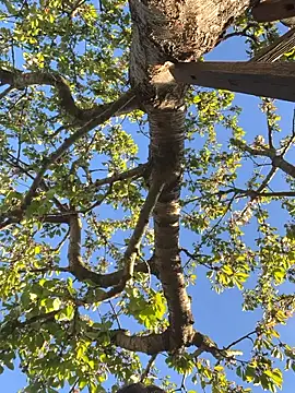 دردشة SummerHoney الجنسية المباشرة