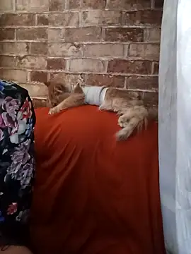 iforyouhere's Live XXX Chat