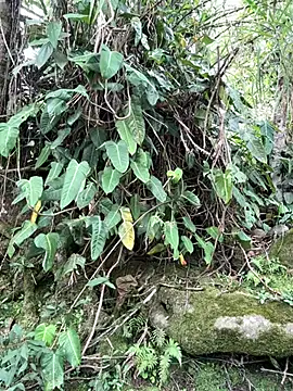 NahomyVega's Live XXX Chat