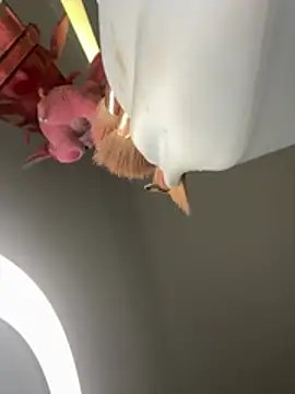 Онлайн чат XXX jailyncam_