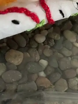 nach2026 Show in webcam