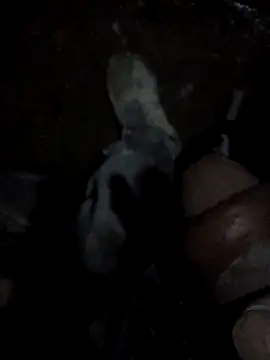 oktlicogedor – Kamerová šou