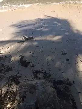 blacks_couples 网络视讯表演