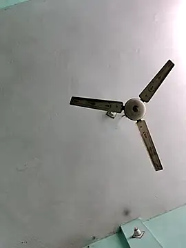 Pokazy przed kamerką – dasicapall