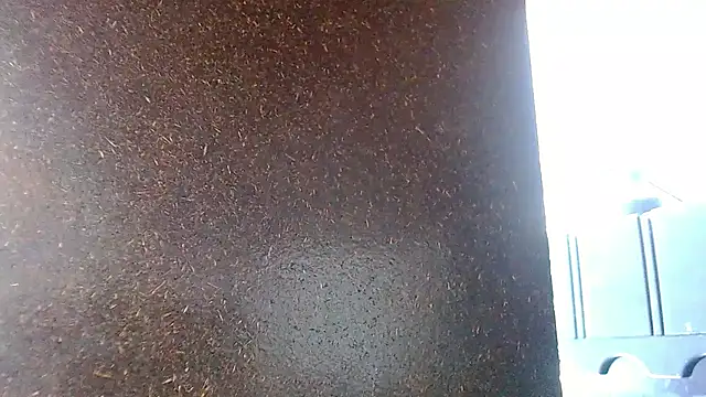 Hollmanhotのウェブカメラショー