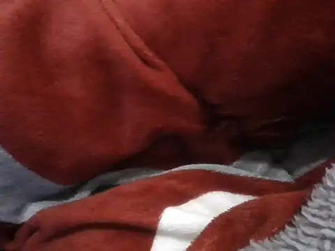 Chat XXX en directo de CUM_LIVE