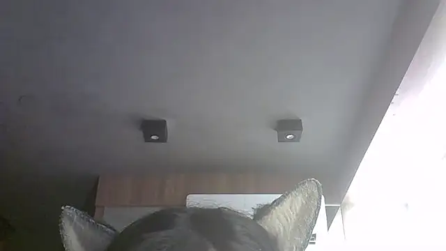 Show de SkinnyKitten na webcam