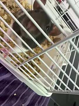 MeowMota_ Pertunjukan Webcam