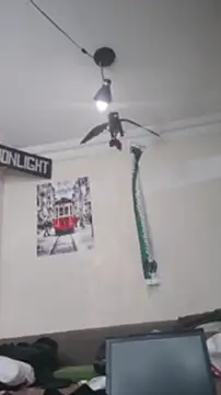 عرض كام Aktorihann