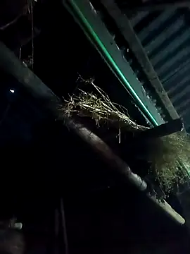 NIANIAKUTE Webcam-Show