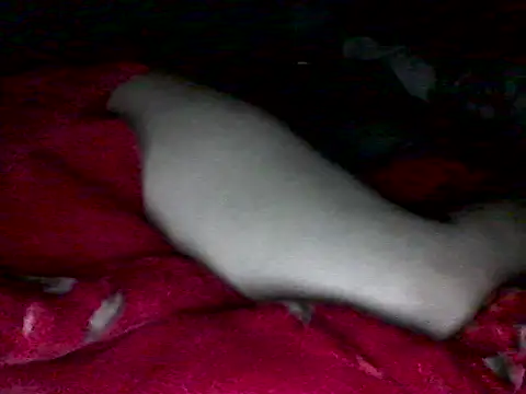 Živý XXX chat lickthehottie