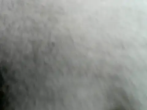 Show de Tomtongggga na webcam