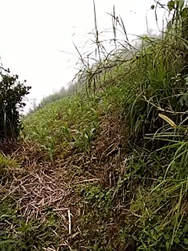 kimngan12 网络视讯表演