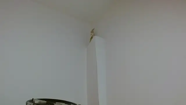 Twinkcock22 Obrolan Langsung XXX