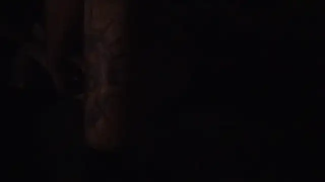 kripp3l Live XXX-chat