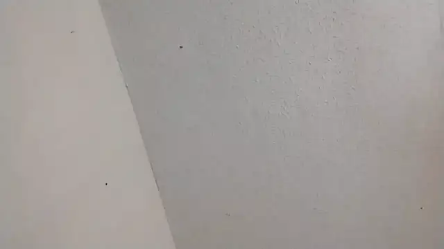 247Srokin Webcam-Show