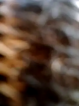 casadosafadoooo ওয়েবক্যাম শো