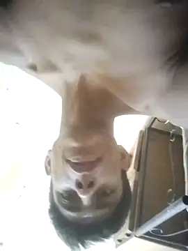 MiFlapito Live XXX Chat