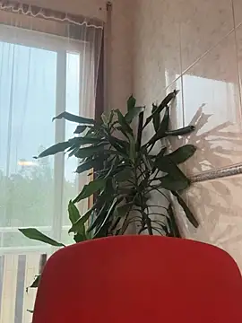 Chat XXX ao vivo de Noitelivre