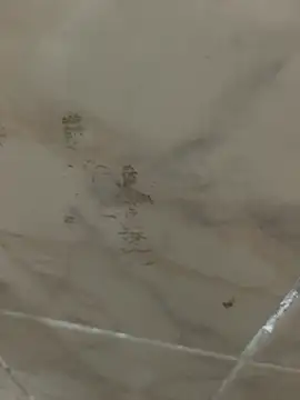 Sert_erkek21_ysm Show Webcam